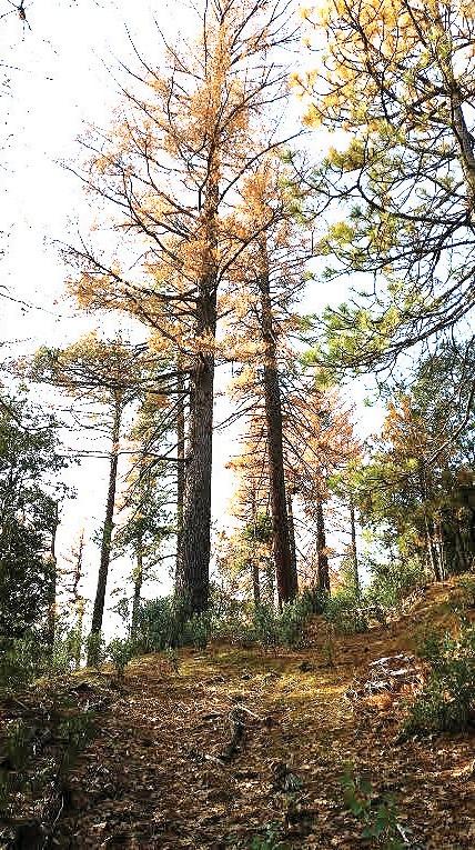 Surprise trekking on a game trail