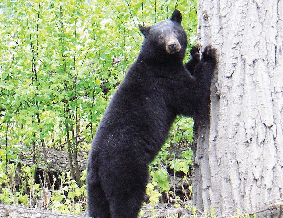 The ‘bear’ necessities