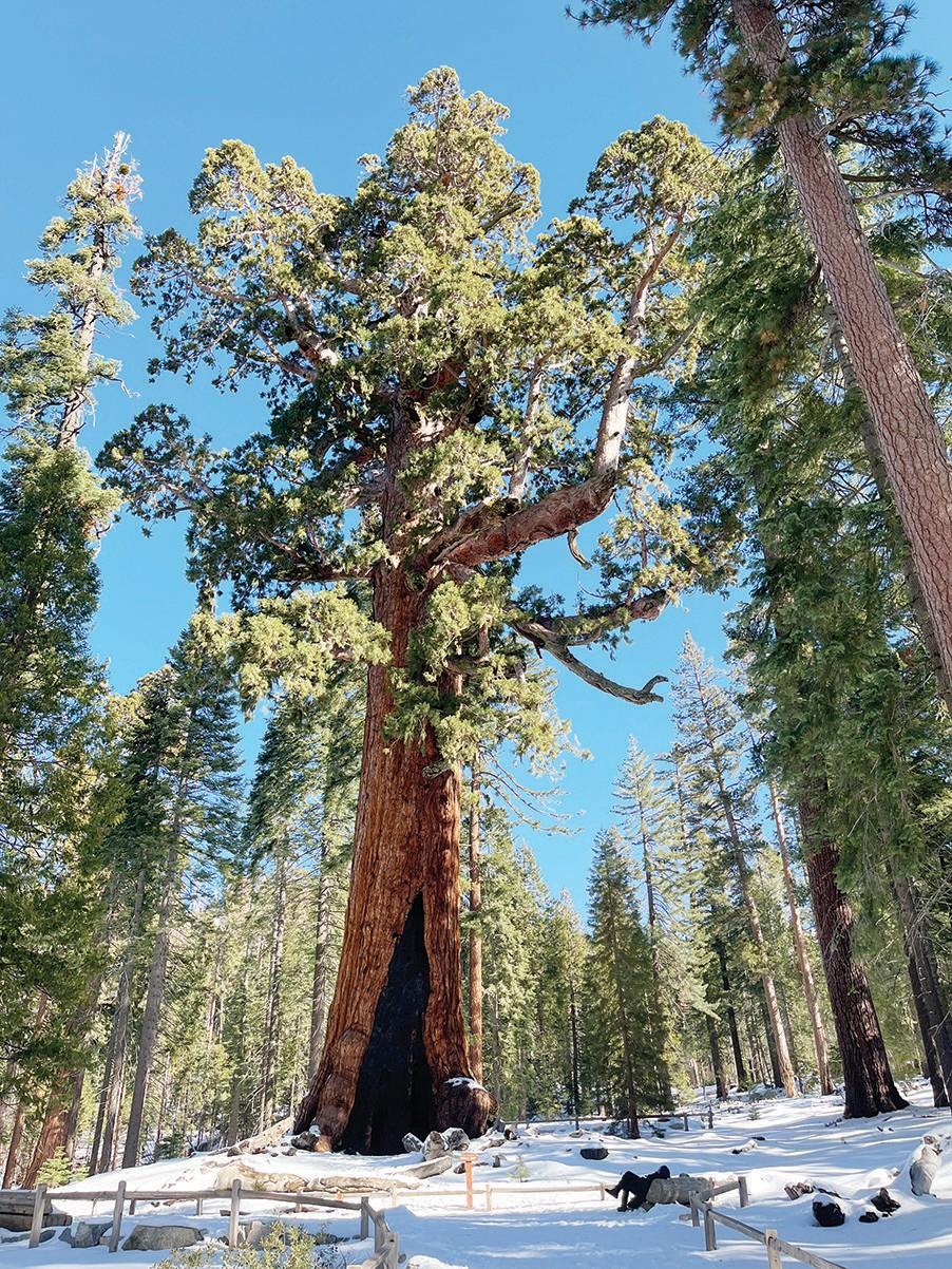 Getting into the ‘Grove’