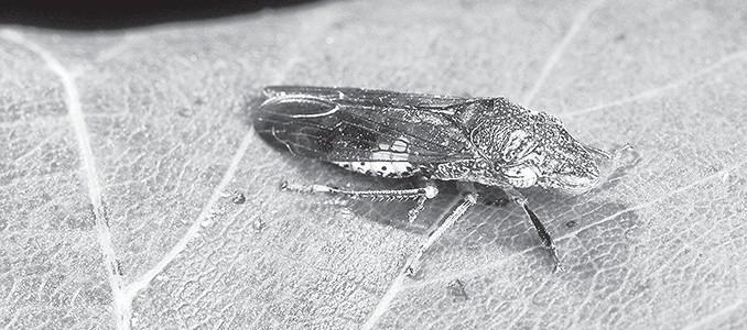 One invasive pest shows ag department value